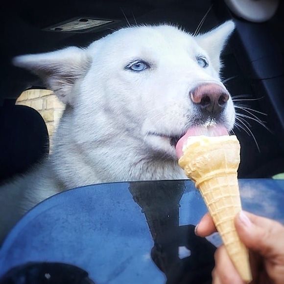 Meet your Posher, Danyce - Picture 1 of 1